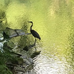 Meet your Posher, Elise